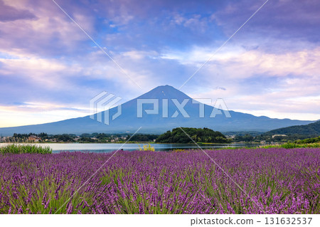 Mount Fuji as seen from Oishi Park, Lake Kawaguchi, with its blooming lavender blooms, Kawaguchiko Town, Yamanashi Prefecture Mount Fuji as seen from Oishi Park, Lake Kawaguchi, with its blooming lavender blooms, Kawaguchiko Town, Yamanashi Prefecture 131632537