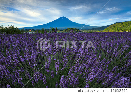 Mount Fuji as seen from Oishi Park, Lake Kawaguchi, with its blooming lavender blooms, Kawaguchiko Town, Yamanashi Prefecture 131632561
