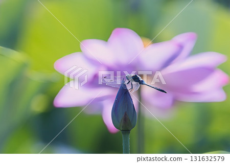 蜻蜓停在蓮花的花蕾上 蜻蜓停在蓮花的花蕾上 131632579