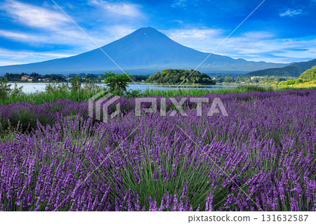 Mount Fuji as seen from Oishi Park, Lake Kawaguchi, with its blooming lavender blooms, Kawaguchiko Town, Yamanashi Prefecture Mount Fuji as seen from Oishi Park, Lake Kawaguchi, with its blooming lavender blooms, Kawaguchiko Town, Yamanashi Prefecture 131632587