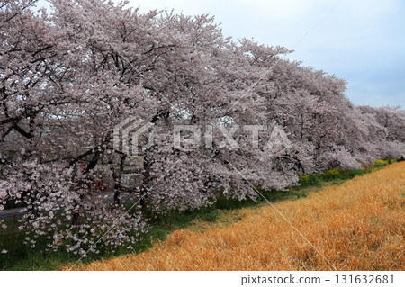 寧靜的春日和櫻花美景（日常生活） 131632681