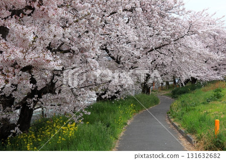 寧靜的春日和櫻花美景（日常生活） 131632682