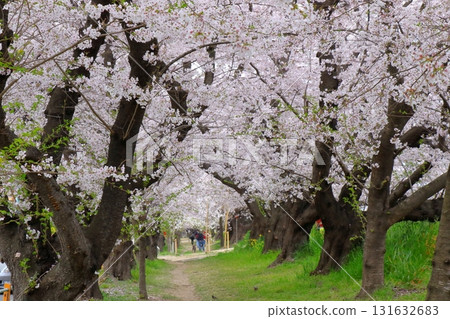 寧靜的春日和櫻花美景（日常生活） 131632683