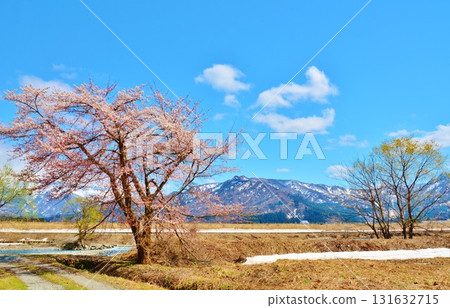 Cherry blossoms blooming along the Uono River in Shiozawa Ishiuchi, Minamiuonuma City, Niigata Prefecture, with snow remaining in the early spring 131632715