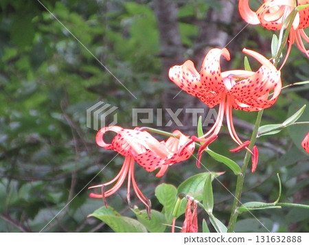 Flower of Onigari Flower of Onigari 131632888