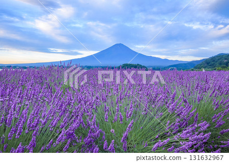 Mount Fuji as seen from Oishi Park, Lake Kawaguchi, with its blooming lavender blooms, Kawaguchiko Town, Yamanashi Prefecture 131632967