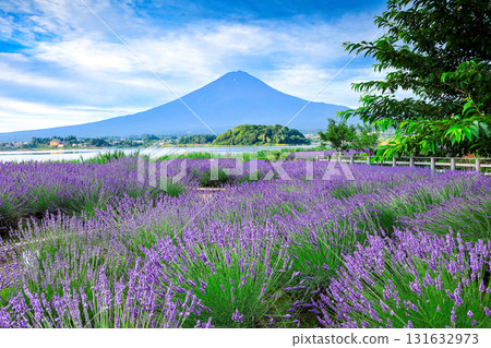 Mount Fuji as seen from Oishi Park, Lake Kawaguchi, with its blooming lavender blooms, Kawaguchiko Town, Yamanashi Prefecture Mount Fuji as seen from Oishi Park, Lake Kawaguchi, with its blooming lavender blooms, Kawaguchiko Town, Yamanashi Prefecture 131632973