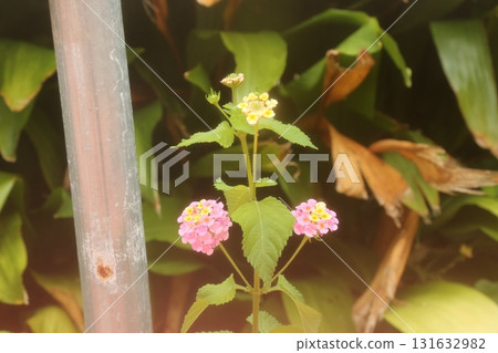 宿舍內的花園 131632982