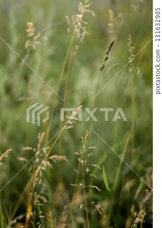 fresh, green grass to be used as a simple background, conveying a sense of health, environment, or spring, optimized for stories and reels. fresh spring grass copy space 131632985