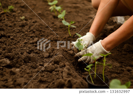 A close-up of a gloved hand planting a young cucumbers seedling in rich garden soil. growing cucumbers plant fertilizer gloves. gardener hand with gloves planting 131632997