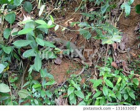 A lizard hiding among the plants 131633007