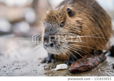 Coypu sitting near riverbank in Prague 131633055
