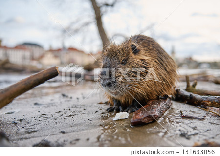 Coypu sitting near riverbank in Prague 131633056