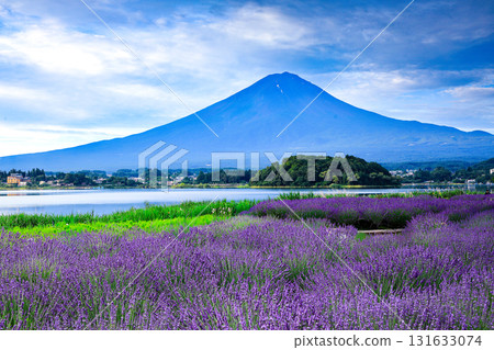 從薰衣草盛開的河口湖大石公園眺望富士山 山梨縣河口湖町 從薰衣草盛開的河口湖大石公園眺望富士山 山梨縣河口湖町 131633074