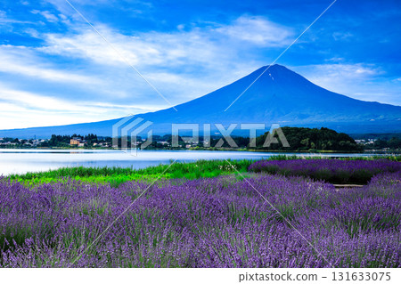 從薰衣草盛開的河口湖大石公園眺望富士山 山梨縣河口湖町 131633075