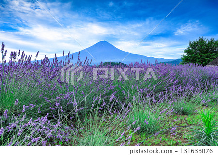 Mount Fuji as seen from Oishi Park, Lake Kawaguchi, with its blooming lavender blooms, Kawaguchiko Town, Yamanashi Prefecture 131633076