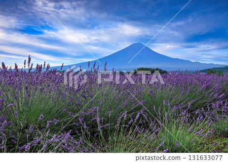 Mount Fuji as seen from Oishi Park, Lake Kawaguchi, with its blooming lavender blooms, Kawaguchiko Town, Yamanashi Prefecture 131633077