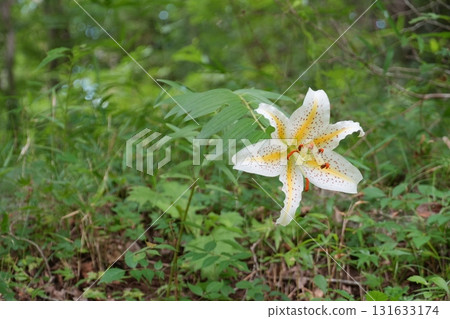 一朵盛開的山百合，背景是一片綠色的森林 Ver.2 131633174