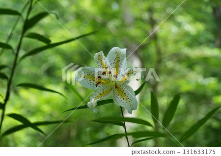 一朵盛開的山百合，背景是一片綠色的森林 Ver.1 131633175