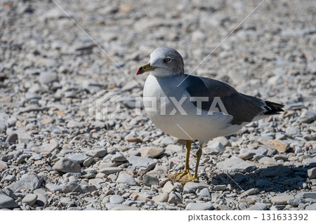 Black-tailed Gull at Jodogahama Beach 131633392