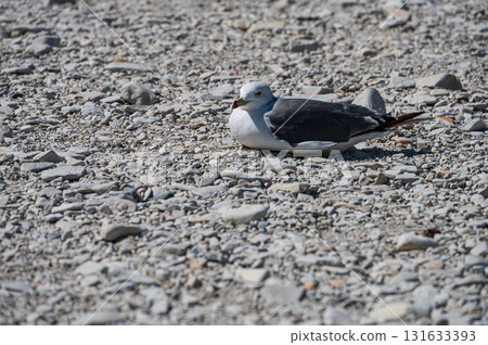 Black-tailed Gull at Jodogahama Beach 131633393
