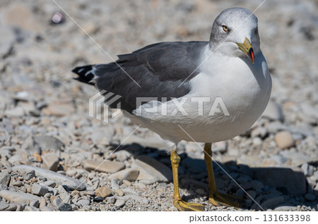 Black-tailed Gull at Jodogahama Beach 131633398