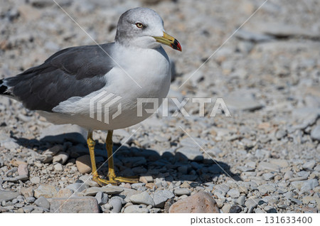 淨土濱的黑尾鷗 131633400