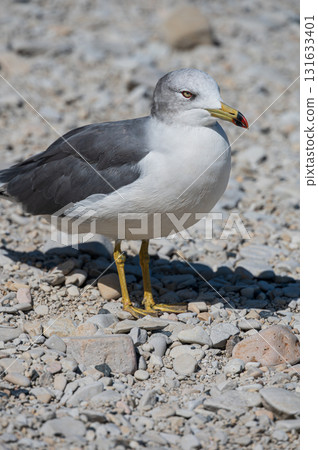 Black-tailed Gull at Jodogahama Beach 131633401