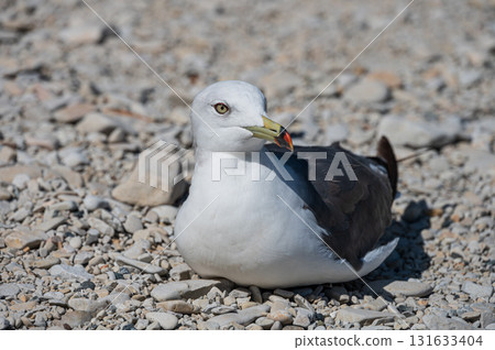 Black-tailed Gull at Jodogahama Beach 131633404