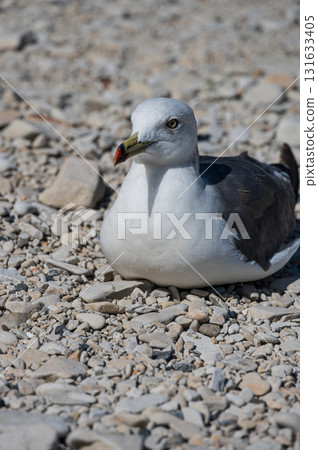Black-tailed Gull at Jodogahama Beach 131633405