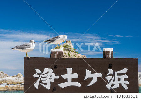 淨土濱海鷗 淨土濱海鷗 131633511