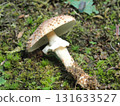 Onitake specimen photo 131633527