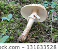 Onitake specimen photo 131633528