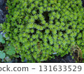 Ecological photograph of Sunagoke moss 131633529