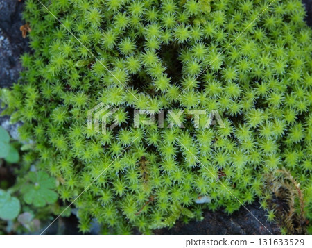 Ecological photograph of Sunagoke moss 131633529