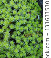 Ecological photograph of Sunagoke moss 131633530