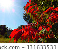 Ecological photo of red leaves of Yamaurushi 131633531