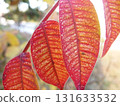 Ecological photo of red leaves of Yamaurushi 131633532