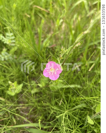 田野裡盛開的一朵小花 131633598