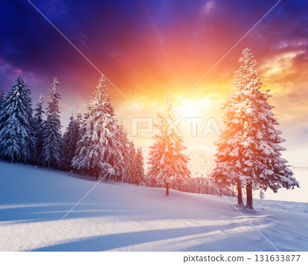 beautiful winter trees 131633877