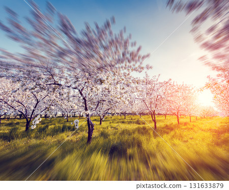apple orchard in spring 131633879