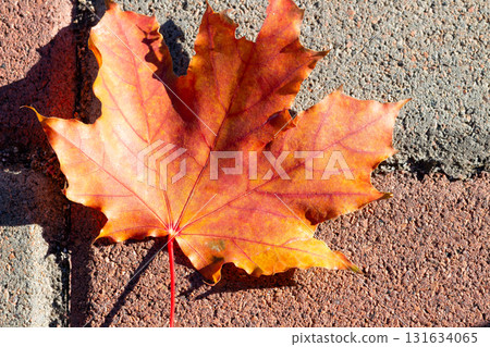 Close up of single bright orange maple leaf lying on textured brick pavement in sunlight. Autumn leaf displays vivid red and yellow tones, symbolising fall, change, natural beauty in seasonal scene Close up of single bright orange maple leaf lying on textured brick pavement in sunlight. Autumn leaf displays vivid red and yellow tones, symbolising fall, change, natural beauty in seasonal scene 131634065