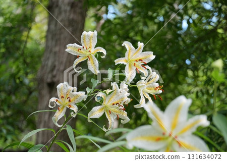 以綠色森林為背景綻放的白色百合花 Ver.7 以綠色森林為背景綻放的白色百合花 Ver.7 131634072