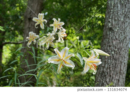 以綠色森林為背景的白色百合花 Ver.4 以綠色森林為背景的白色百合花 Ver.4 131634074