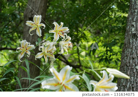 以綠色森林為背景綻放的白百合 Ver.5 131634075