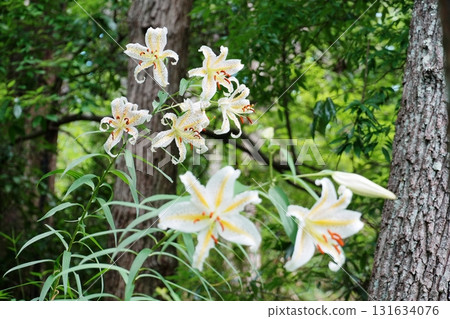 以綠色森林為背景的白色百合花 Ver.6 131634076