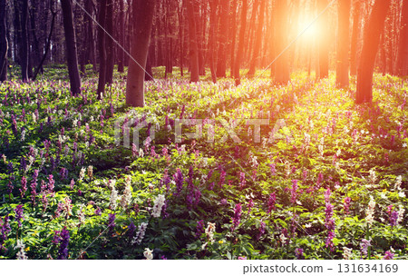flower flower 131634169