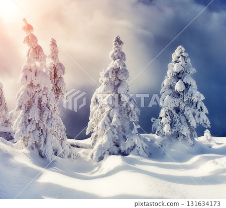 beautiful winter trees 131634173