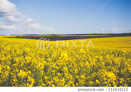 Yellow field 131634223