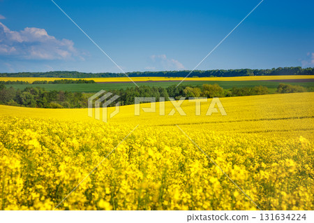 Yellow rapes field Yellow rapes field 131634224